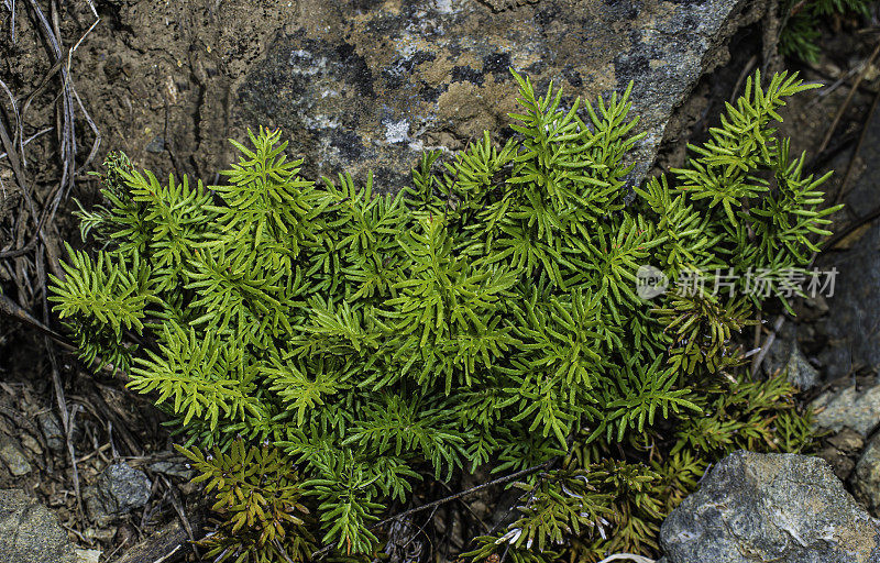 Aspidotis densa是一种蕨类植物，俗称“印第安人的梦”。它原产于北美西部，从不列颠哥伦比亚省到加利福尼亚州再到怀俄明州。它生长在多岩石的地区;在加利福尼亚，它通常是蛇纹石土壤植物群的一员